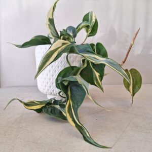 Philodendron Hederaceum ‘Rio’ 70mm