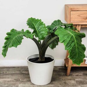 NEW - Alocasia Low Rider 140mm