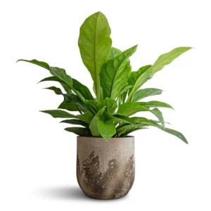 RARE - Anthurium Jungle Bush 140mm