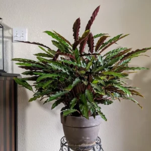 Calathea Rufibarba – Furry Feather 70mm