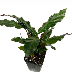 Calathea Rufibarba – Furry Feather 70mm