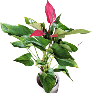 Anthurium Alexia Allure 180mm – TALL!