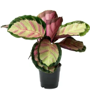 NEW – Calathea Crimson Green 90mm