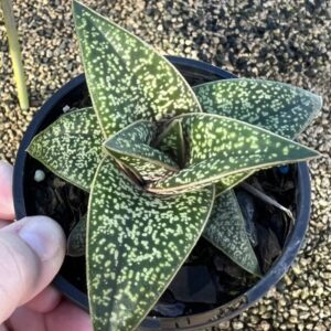 Gasteria Lots of Spots 100mm