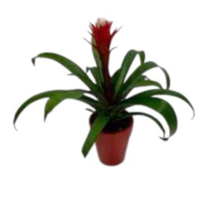 Guzmania Assorted 120mm