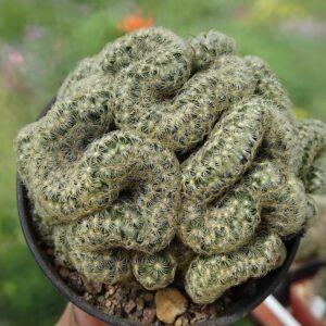 Mammillaria elongata ‘Crest’ – Brain Cactus 130mm