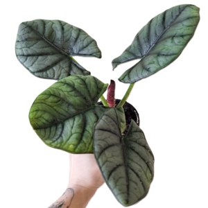MEGA DEAL – Alocasia Nebula Elaine 90mm