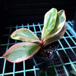 Peperomia Clusifolia Jelly 70mm