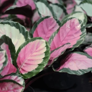 NEW – Calathea Crimson Green 90mm