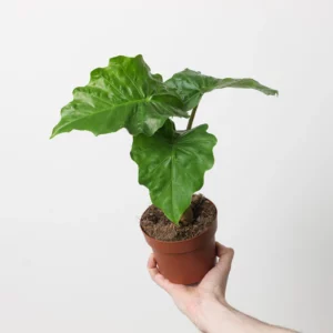 NEW - Alocasia Low Rider 140mm