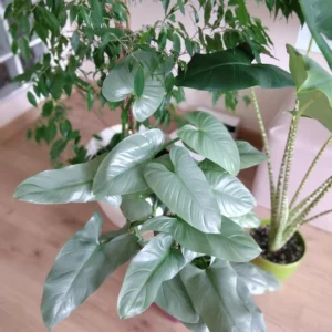 Philodendron Hastatum Silver Sword 70mm