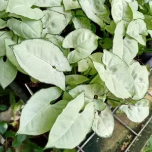 NEW – Syngonium Silver Butterfly 130mm