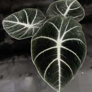 @thecoolplantshop