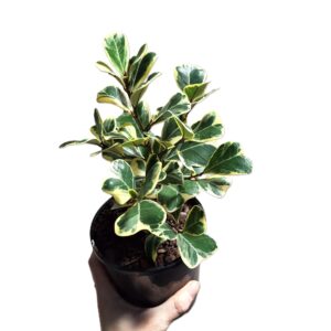 Ficus Triangularis Albo 125mm