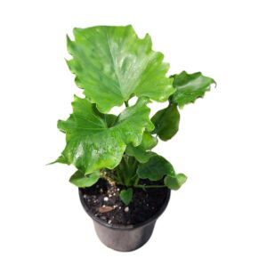 Philodendron Hope 130mm