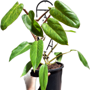 Philodendron Painted Lady 180mm