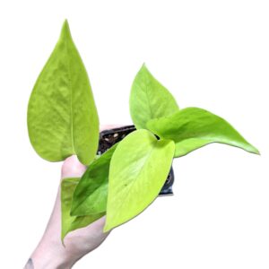 Epipremnum Aureum Goldilocks 70mm