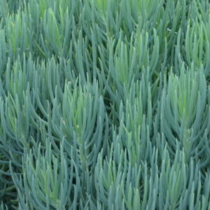 Senecio talinoides Narrow leaf Chalksticks 80mm