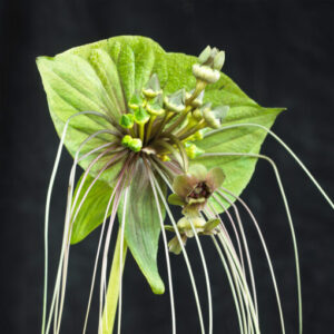 Green Bat Plant – Tacca chantrieri 100mm