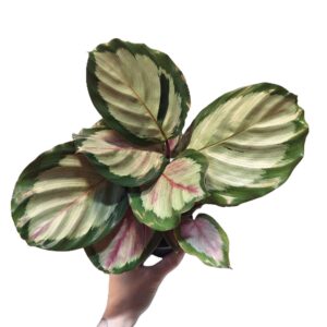 ✨ Calathea White Cloud 90mm ✨