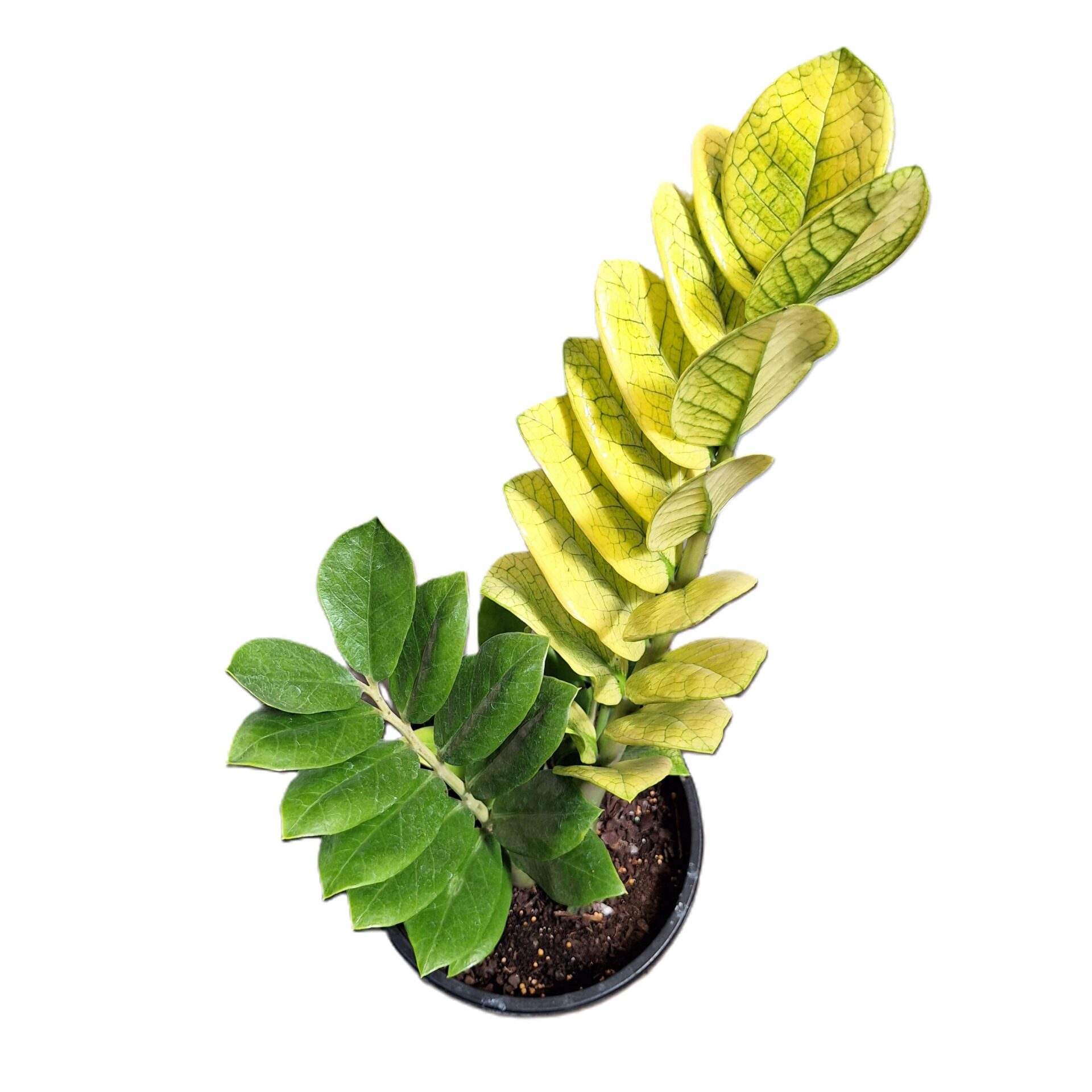 RARE - Zamioculcas zamiifolia Akebono 180mm - The Jungle Collective