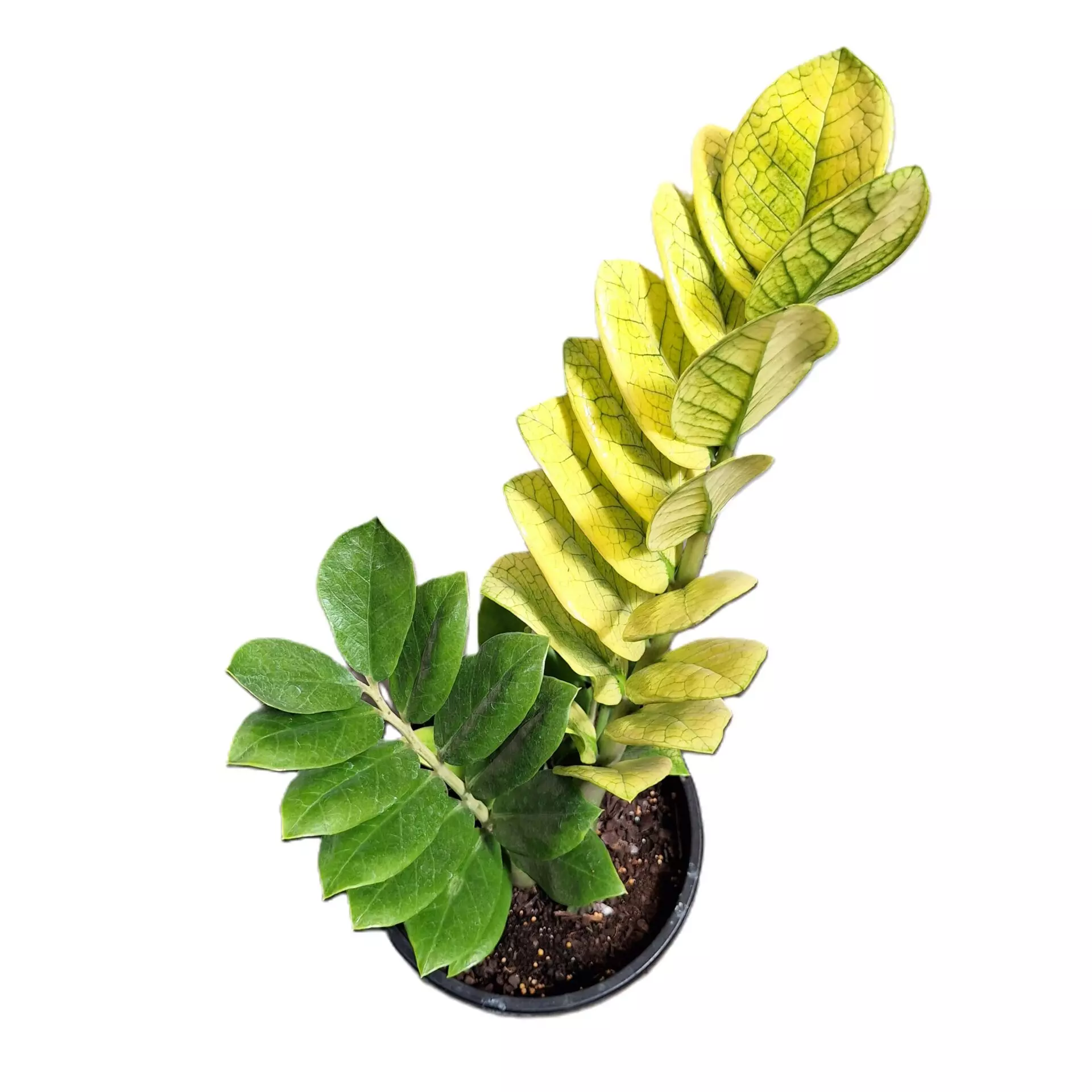 その他観葉植物 Zamioculcas zamifolia Akebono Mint 🌿 Exciting news: Just added the stunning ZZ Akebono to my