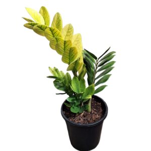 RARE - Zamioculcas zamiifolia Akebono 180mm