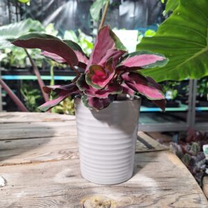 Rippled grey cover pot 90mm