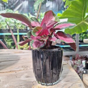 Black glass cover pot 90mm