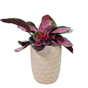 Pale yellow cover pot 90mm