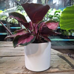 White cover pot 90mm