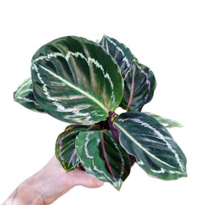Calathea Jungle Rose 90mm