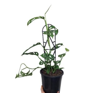 Monstera Adansonii - Swiss Cheese Plant 180mm