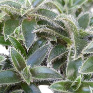 Cyanotis somaliensis - Kitten Ears 100mm