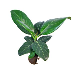 Ficus Benghalensis Audrey 125mm