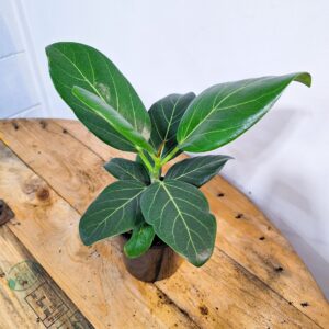 Ficus Benghalensis Audrey 125mm