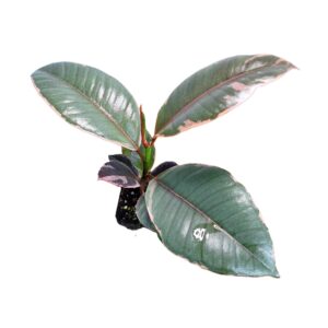 ✨ Ficus Elastica Ruby – Rubber Plant 70mm ✨
