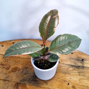 ✨ Ficus Elastica Ruby – Rubber Plant 70mm ✨