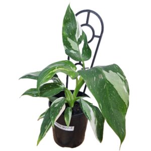 Philodendron Erubescens 