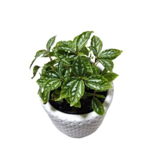 Pilea Caldierei – Aluminium Plant 125mm