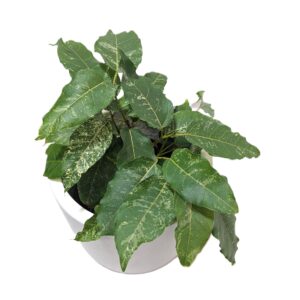 Ficus Snow Storm 125mm