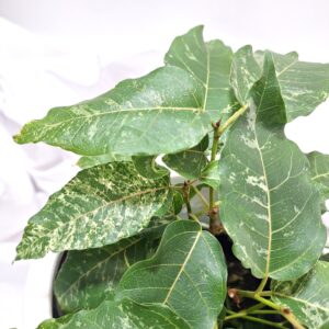 Ficus Snow Storm 125mm
