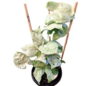 Syngonium Green Spot 180mm