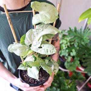 Syngonium Green Spot 180mm