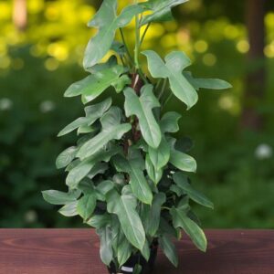 Philodendron Bipennifolium Horsehead 120mm