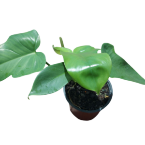 Philodendron Bipennifolium Horsehead 120mm